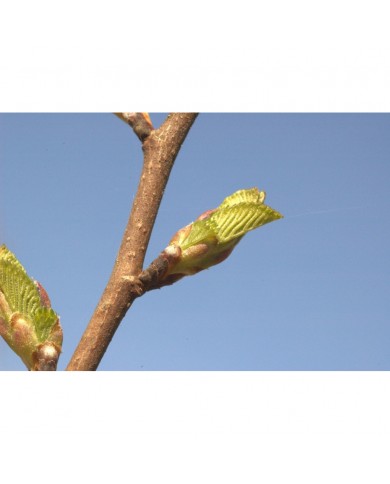 Orme bourgeons en liquide Bio Orme bourgeons en liquide Bio