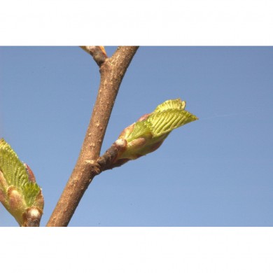 Orme bourgeons en liquide Bio Orme bourgeons en liquide Bio