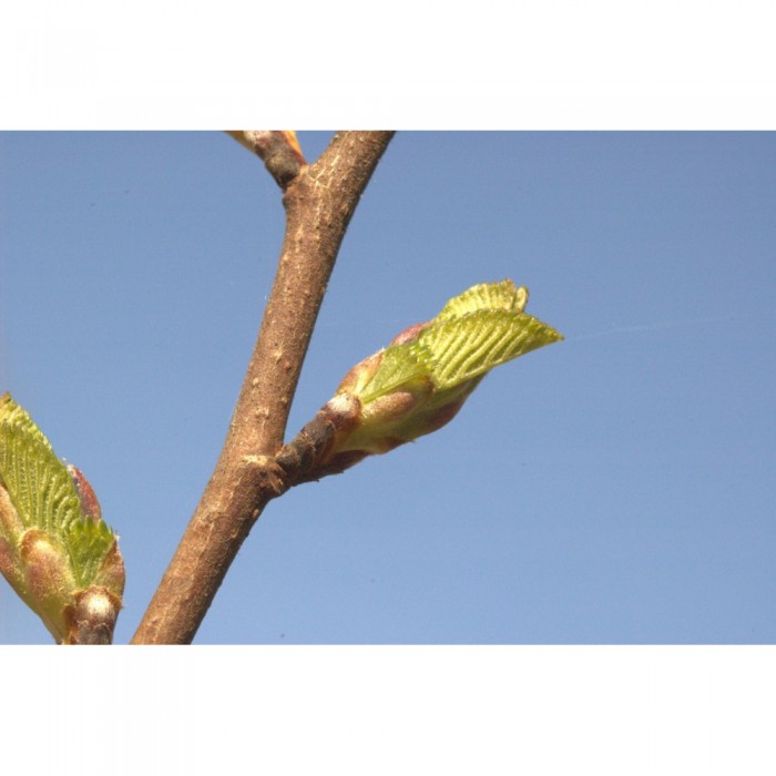 Orme bourgeons en liquide Bio