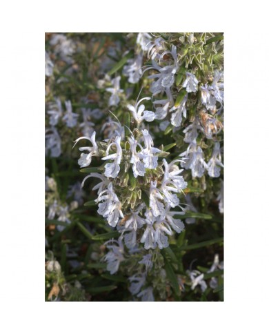 Romarin bourgeons en liquide sans alcool Bio Romarin bourgeons en liquide sans alcool Bio