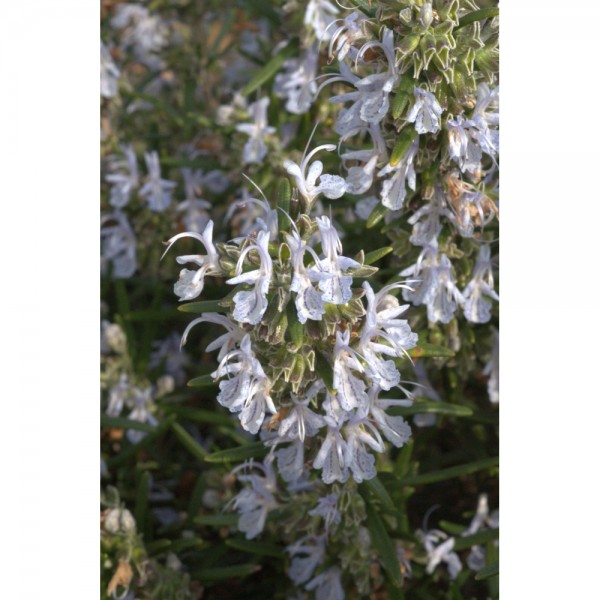 Romarin bourgeons en liquide sans alcool Bio