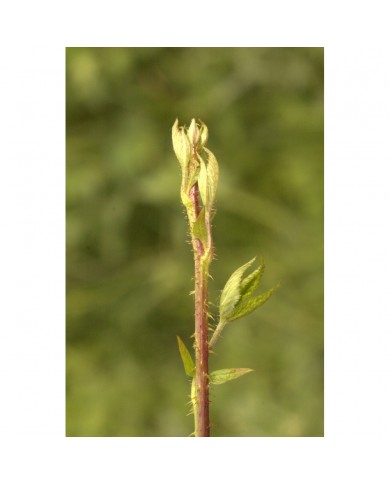 Ronce bourgeons en liquide Bio Ronce bourgeons en liquide Bio