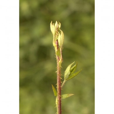 Ronce bourgeons en liquide Bio Ronce bourgeons en liquide Bio