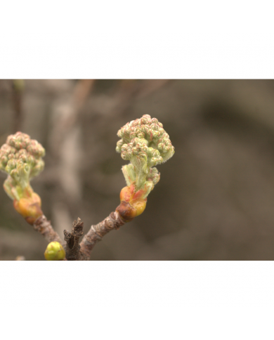 Sorbier bourgeons en liquide Bio Sorbier bourgeons en liquide Bio
