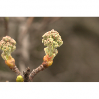 Sorbier bourgeons en liquide Bio Sorbier bourgeons en liquide Bio