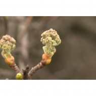 Sorbier bourgeons en liquide Bio