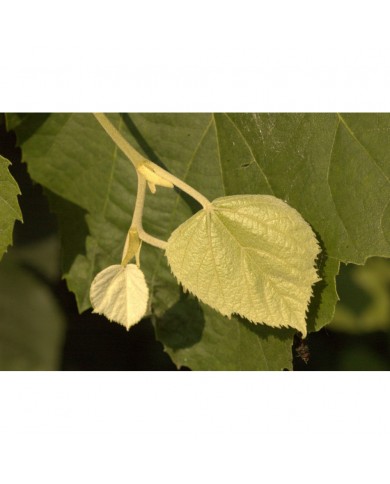 Tilleul bourgeons en liquide sans alcool Bio Tilleul bourgeons en liquide sans alcool Bio