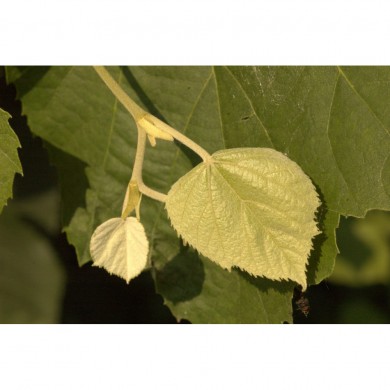 Tilleul bourgeons en liquide sans alcool Bio Tilleul bourgeons en liquide sans alcool Bio