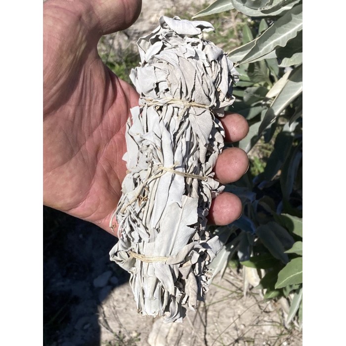 Sauge Blanche pour fumigation produite en Drôme Provençale