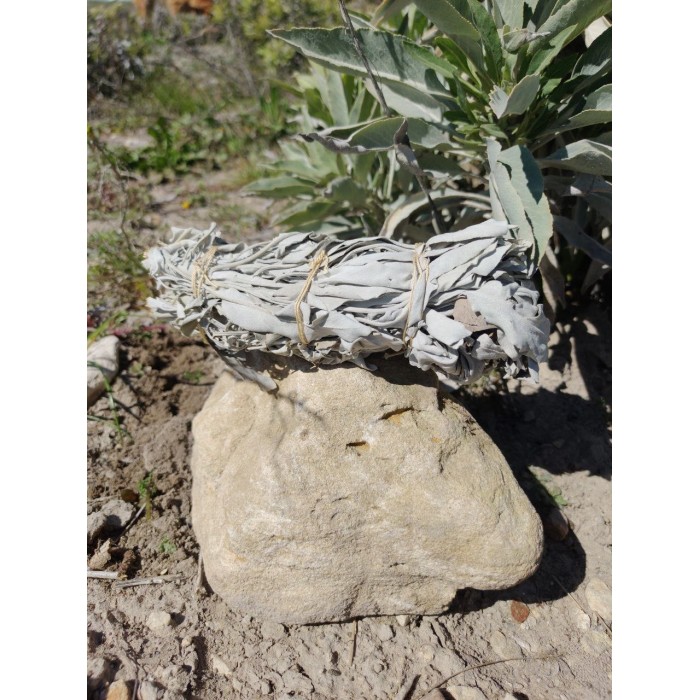 Sauge Blanche pour fumigation produite en Drôme Provençale