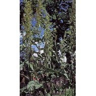 Patience - Racines en vrac