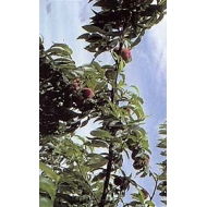 Pêcher - Feuille en vrac Pêcher - Feuille en vrac