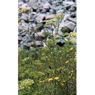 Persil - Feuilles en vrac Persil - Feuilles en vrac