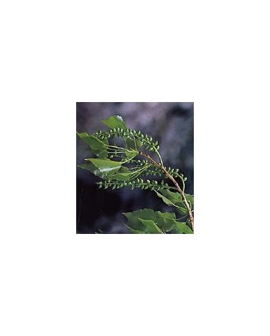 Peuplier - Bourgeons en vrac Peuplier - Bourgeons en vrac