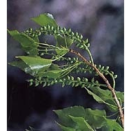 Peuplier - Bourgeons en vrac