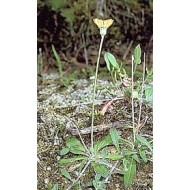 Piloselle - Parties aériennes en vrac Piloselle - Parties aériennes en vrac