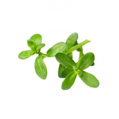 Brahmi en poudre Brahmi en poudre