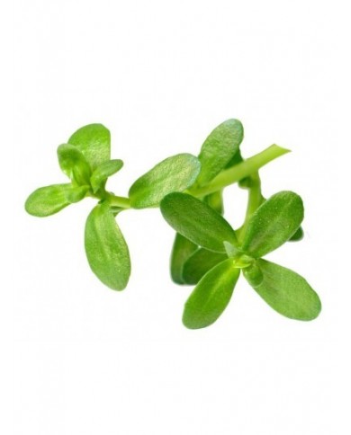 Brahmi (Bacopa) en gélules Brahmi (Bacopa) en gélules