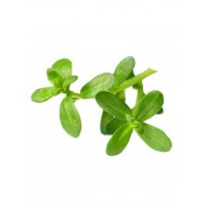 Brahmi (Bacopa) en gélules Brahmi (Bacopa) en gélules