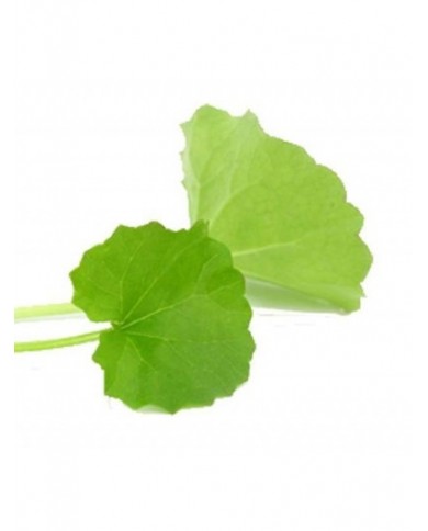Mandukaparni (Centella asiatica) 125gel Mandukaparni (Centella asiatica) 125gel
