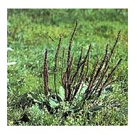 Plantain lancéolé - Feuilles en vrac BIO