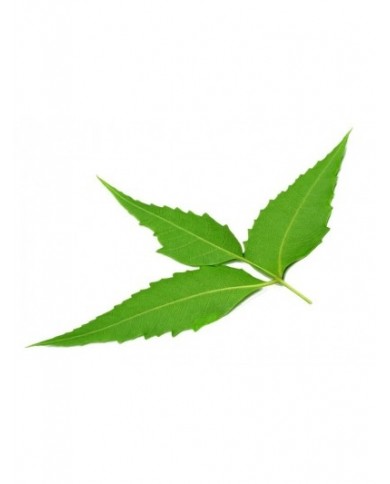 Nimba (Neem) 125 gélules Nimba (Neem) 125 gélules