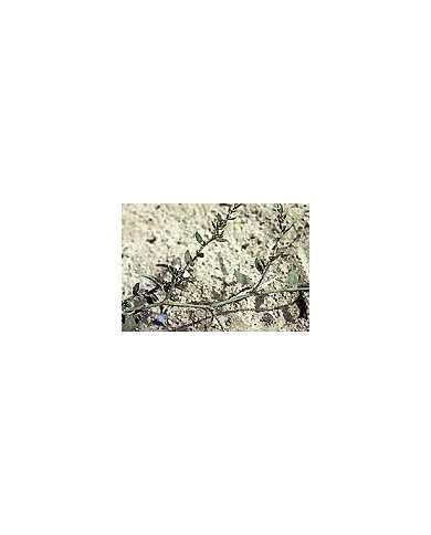Renouée des oiseaux - Feuilles en vrac Renouée des oiseaux - Feuilles en vrac