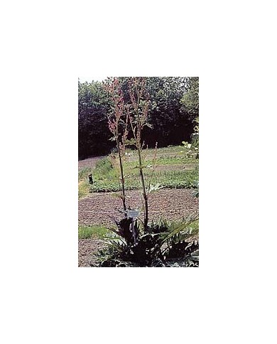 Rhubarbe - Racines en vrac Rhubarbe - Racines en vrac