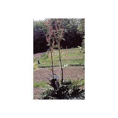 Rhubarbe - Racines en vrac Rhubarbe - Racines en vrac