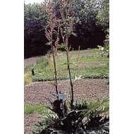 Rhubarbe - Racines en vrac