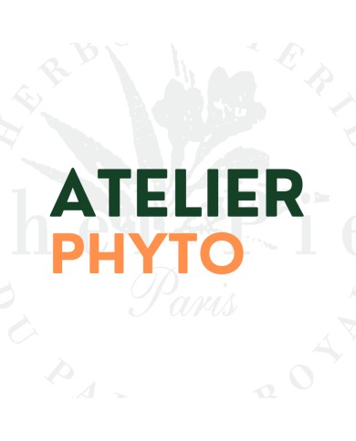 Les plantes du système nerveux : concentration, mémoire et clarté d’esprit Les plantes du système nerveux : concentration, mémoire et clarté d’esprit