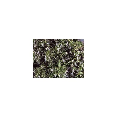 Romarin en vrac BIO Romarin en vrac BIO