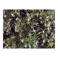 Romarin en vrac BIO Romarin en vrac BIO