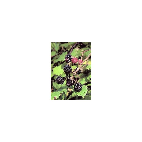 Ronce - Feuilles en vrac