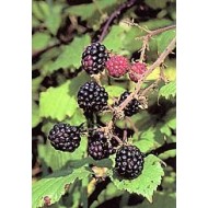 Ronce - Feuilles en vrac