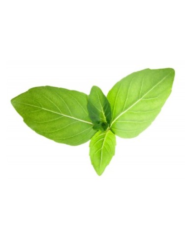 Tulsi feuille125 gélules Tulsi feuille125 gélules