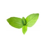 Tulsi feuille125 gélules