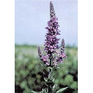 Salicaire - Partie Aériennes en vrac