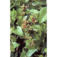 Salsepareille - Racines en vrac