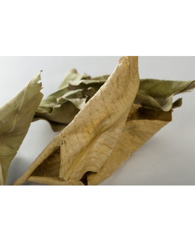 Oranger bigaradier - Feuilles en vrac BIO Oranger bigaradier - Feuilles en vrac BIO