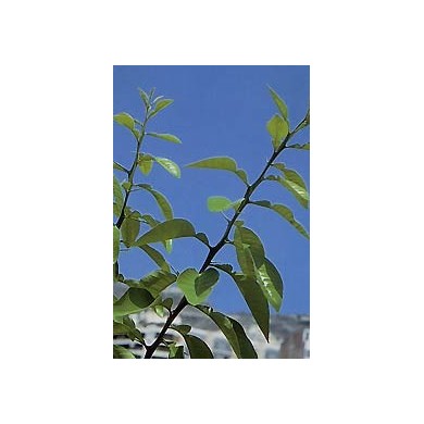 Oranger bigaradier - Feuilles en vrac BIO