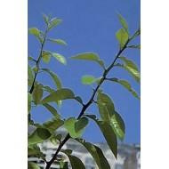 Oranger bigaradier - Feuilles en vrac BIO