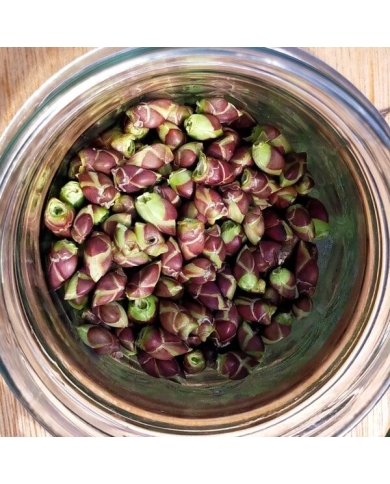 Lilas - Gemmothérapie bio