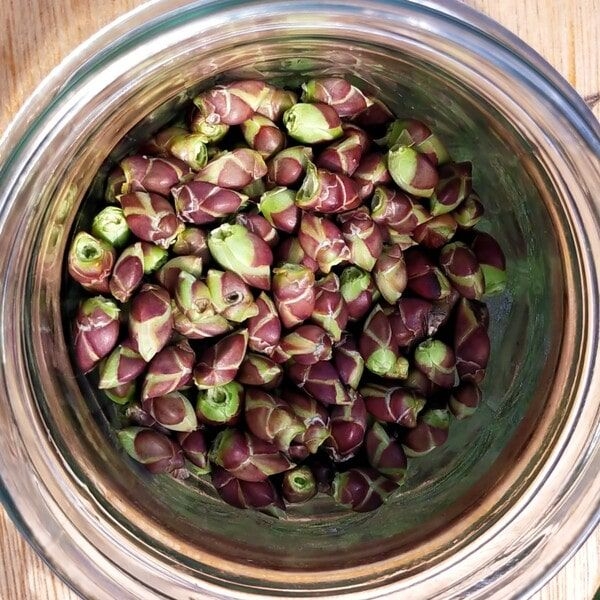 Lilas - Gemmothérapie bio