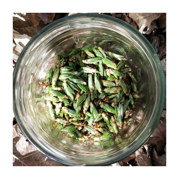 Charme - Gemmothérapie bio