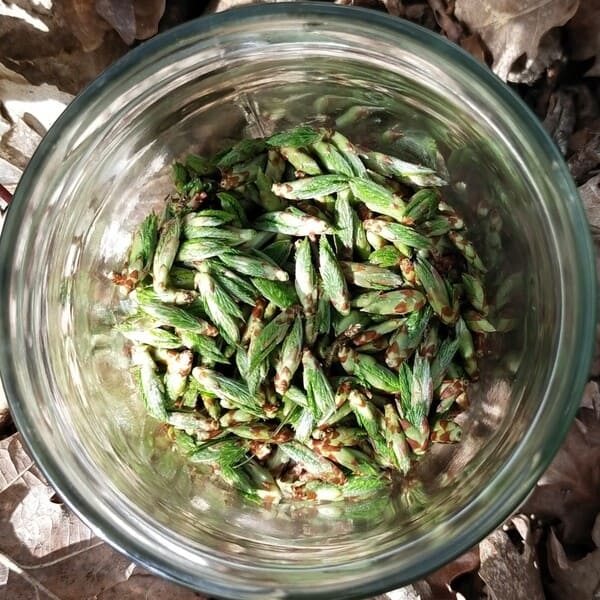 Charme - Gemmothérapie bio