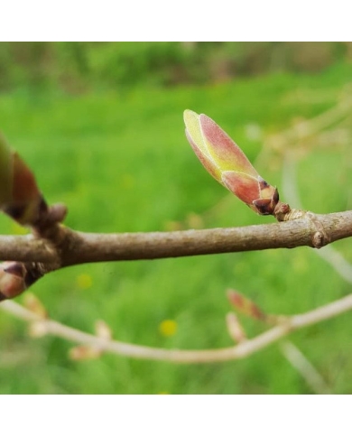 Erable - Gemmothérapie bio