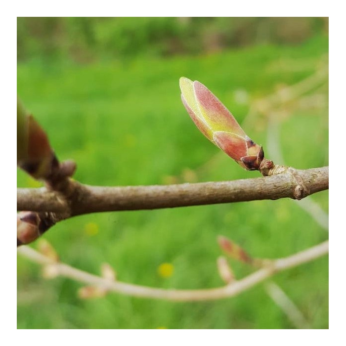 Erable - Gemmothérapie bio