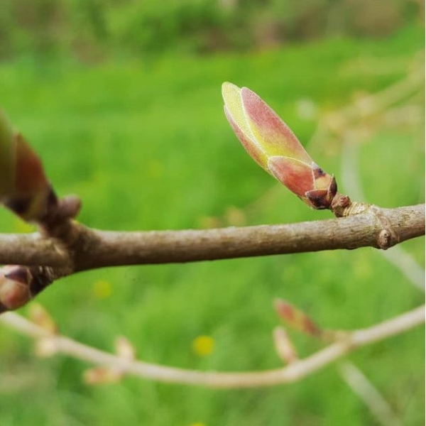 Erable - Gemmothérapie bio