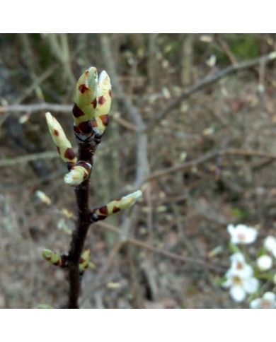 Poirier - Gemmothérapie bio